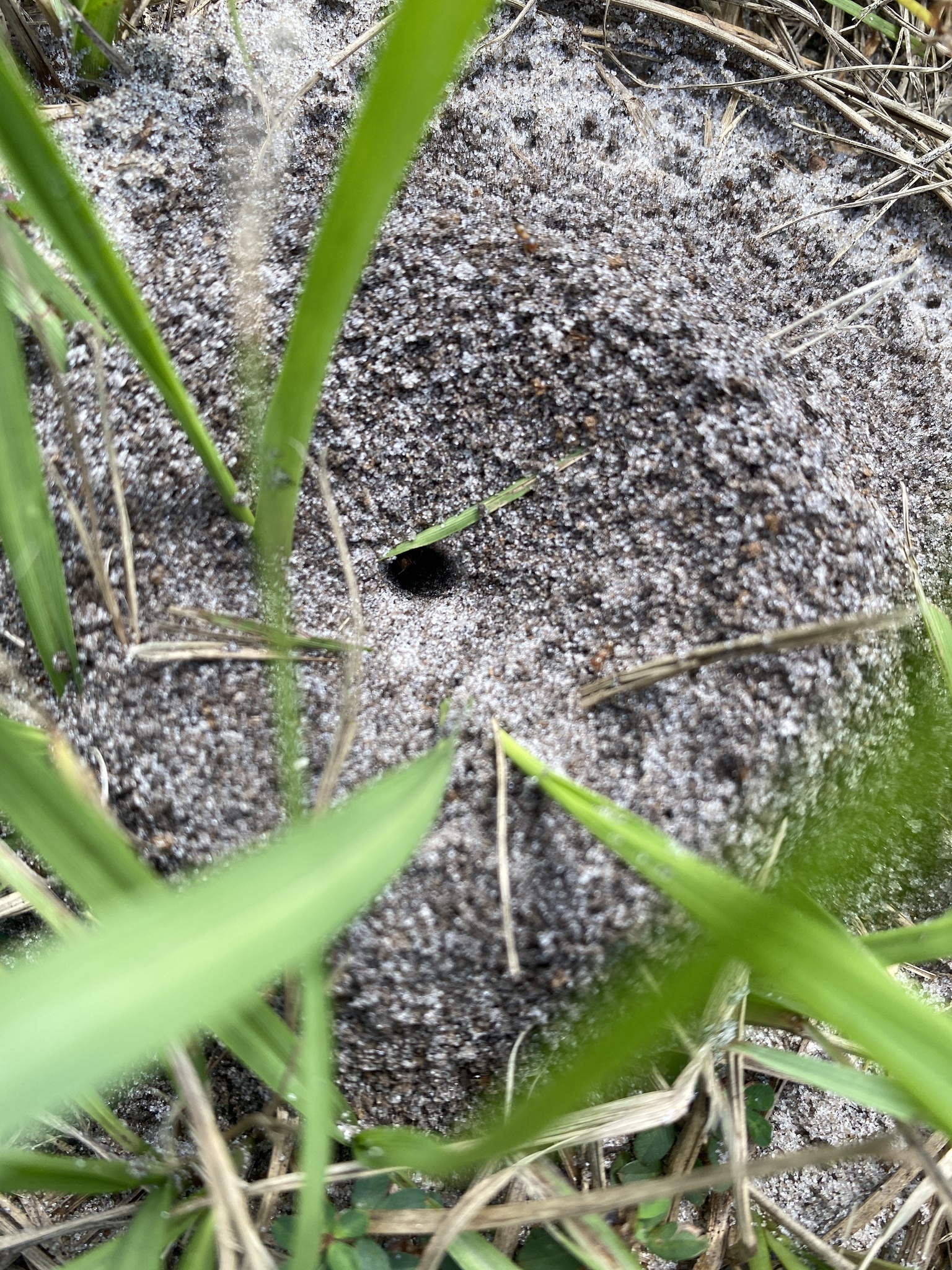 Dorymyrmex bureni