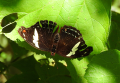 Catonephele numilia esite