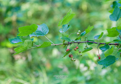 Ribes spicatum