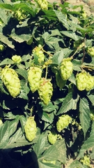 Humulus