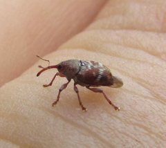 Curculio rubidus