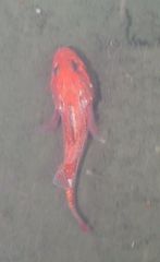 Sebastolobus alascanus