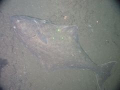 Hippoglossus stenolepis