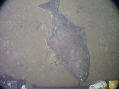 Hippoglossus stenolepis