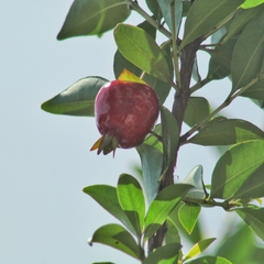Eugenia involucrata