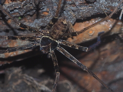 Heteropoda tetrica