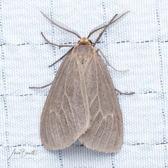 Pagara simplex