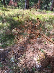 Ferulago galbanifera