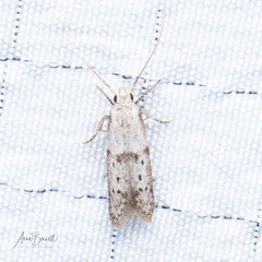 Blastobasis taurusella