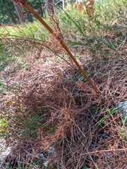 Ferulago galbanifera