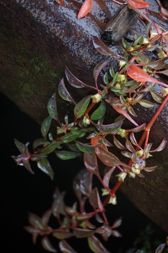 Ludwigia palustris