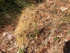 Prangos trifida