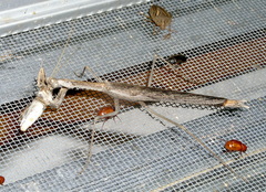 Coenomantis kraussiana