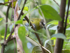 Chlorospingus flavopectus
