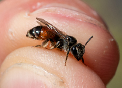 Andrena labiata