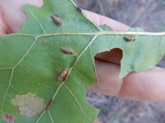 Macrodiplosis majalis