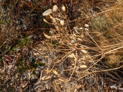 Prangos trifida