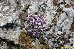 Aubrieta deltoidea