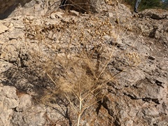 Prangos trifida