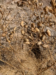 Prangos trifida