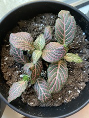Fittonia