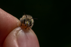 Anthophora quadrimaculata