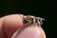 Anthophora quadrimaculata