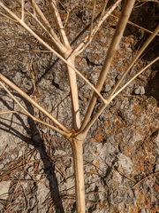 Prangos trifida