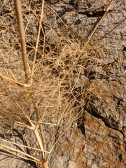 Prangos trifida