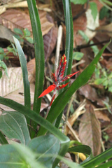 Aechmea tillandsioides