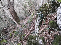 Galanthus reginae-olgae