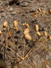 Prangos trifida