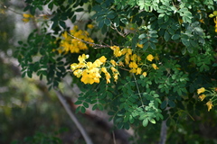 Erythrostemon mexicanus