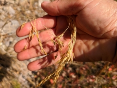 Piptatherum holciforme