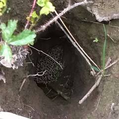 Lithobates areolatus