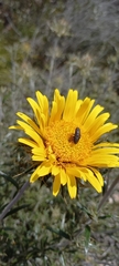 Berkheya angustifolia