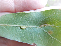 Macrodiplosis majalis