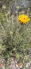 Berkheya angustifolia