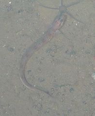 Plectobranchus evides