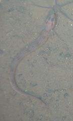 Plectobranchus evides