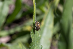 Anthophora quadrimaculata