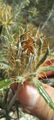 Berkheya angustifolia