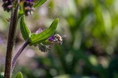 Anthophora quadrimaculata