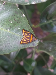 Hemerophila orinympha