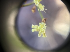 Eriogonum brevicaule