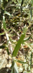 Berkheya angustifolia