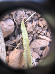 Eriogonum brevicaule