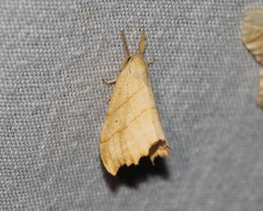 Drepana bilineata