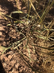 Eriogonum brevicaule