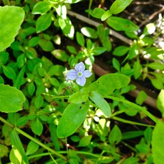 Veronica scutellata